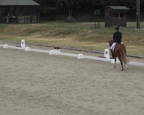 Reitturnier Langenfeld - Gut Langfort 2020