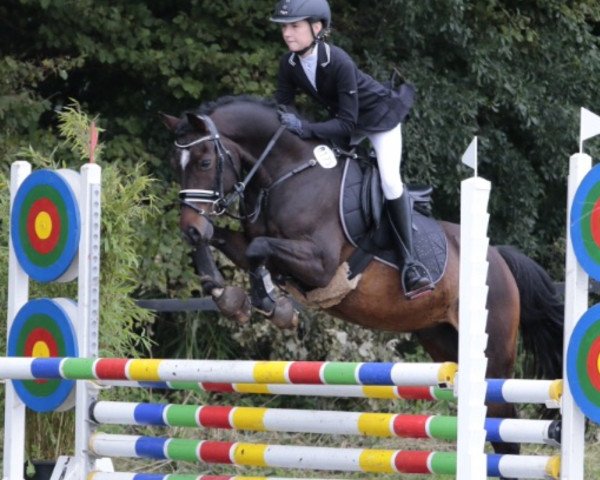 jumper Don Chicco (German Riding Pony, 2003, from Don Nobel)