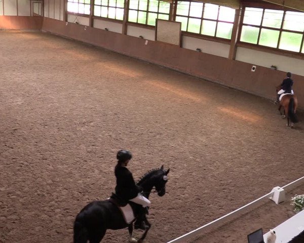 Reitturnier Halver 2020
