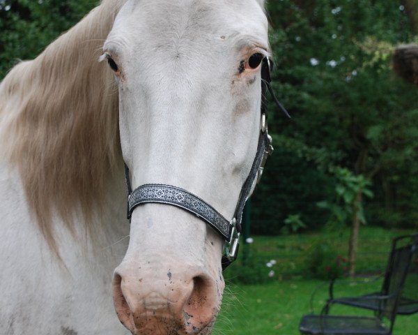 broodmare Bijou (Knabstrupper, 2004, from PrH Baron aus der schützenden Hand)