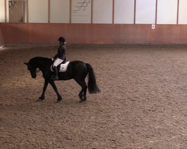 Reitturnier Halver 2020