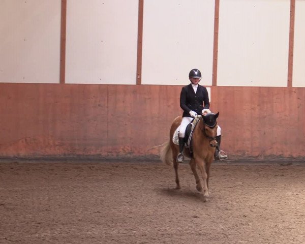 Reitturnier Halver 2020