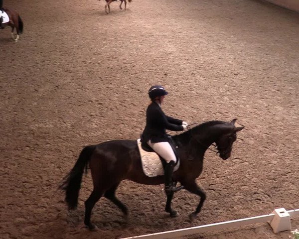Reitturnier Halver 2020