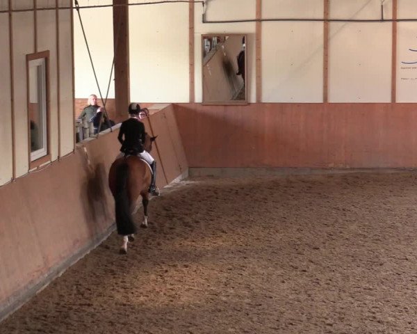 Reitturnier Halver 2020