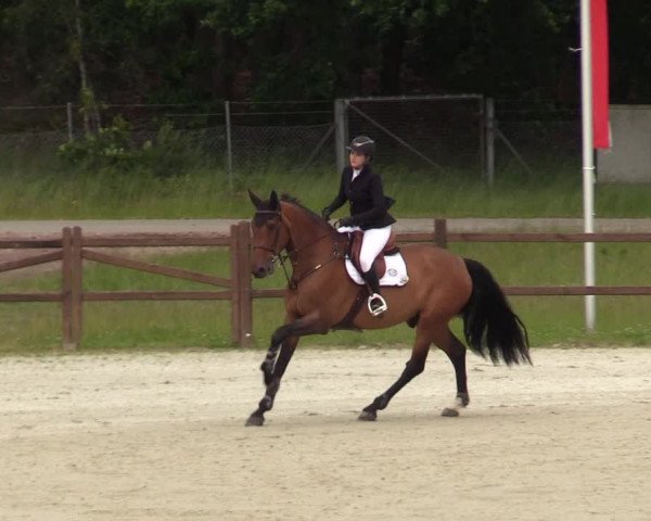Reitturnier Westergellersen 2020