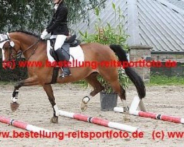 jumper Kimberley 78 (Welsh Partbred, 2000, from Bjirmen's Wytse)