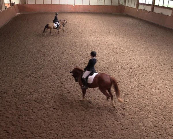 Reitturnier Halver 2020