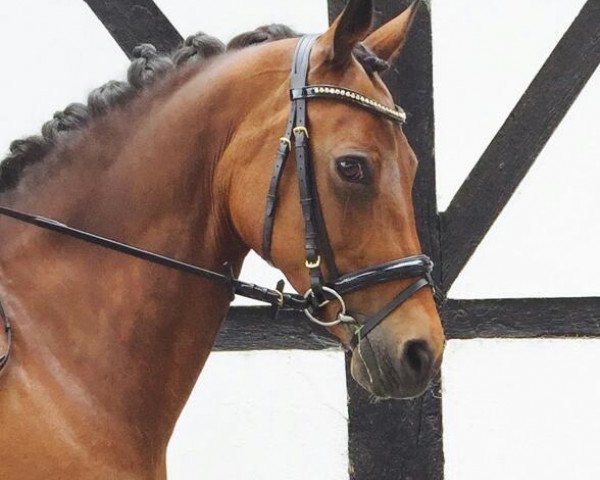 broodmare Choco que linda (German Riding Pony, 2002, from Chantre B)