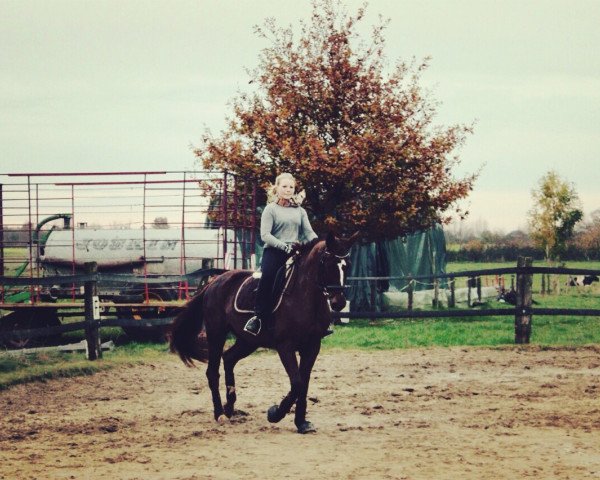 dressage horse Lana del Ray (Württemberger, 2008, from Leviathan)