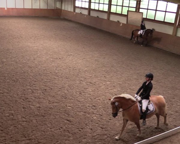 Reitturnier Halver 2020