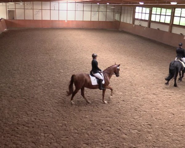 Reitturnier Halver 2020