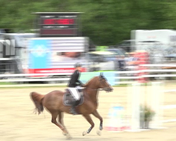 Reitturnier Aesch (Neftenbach) 2020