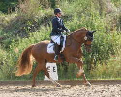 dressage horse Bushido WE (German Riding Pony, 2011, from Brynera Barny)