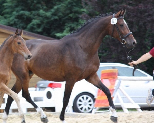 broodmare Barriqua (Holsteiner, 2009, from Cormint)