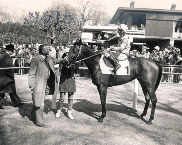 horse Alice Town xx (Thoroughbred, 1978, from Prince Dantan xx)