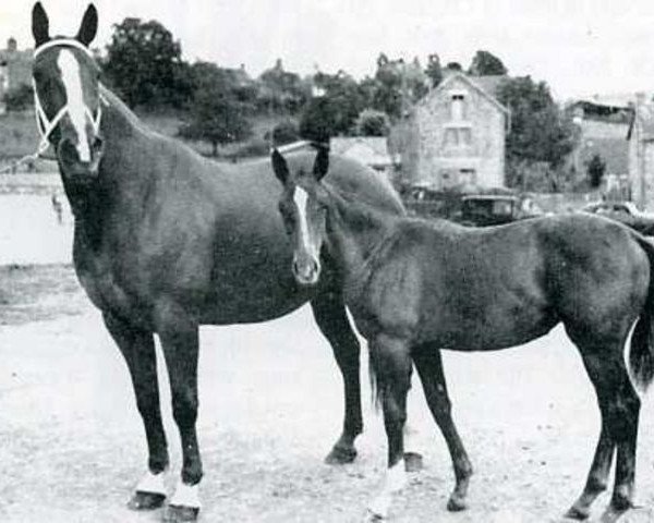 broodmare Enchantee (Selle Français, 1948, from Mon Beguin)