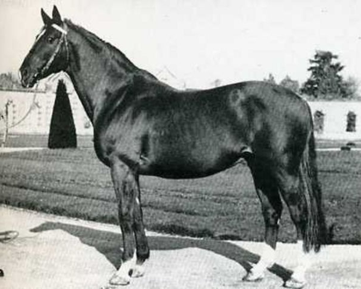 Deckhengst Joli Coeur (Selle Français, 1953, von Rantzau xx)