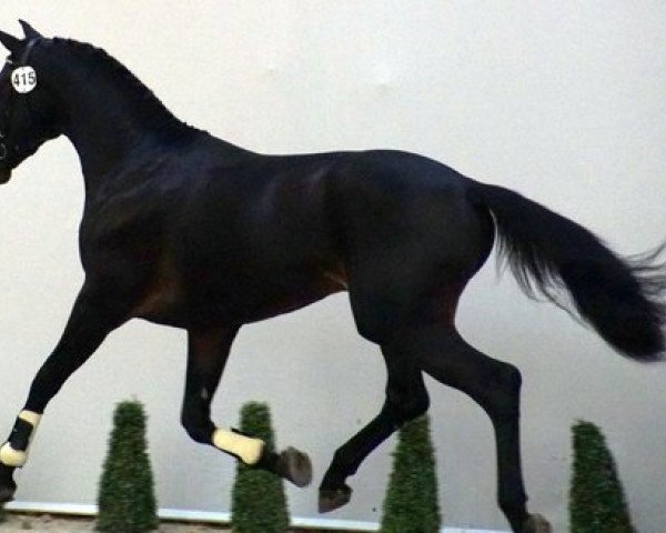 horse Scaramouche 40 (Oldenburg, 2013, from Schwarzgold)