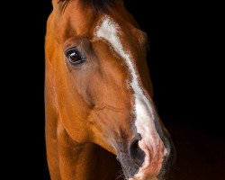 dressage horse King Krümel (Oldenburg, 2005, from Sir Donnerhall I)
