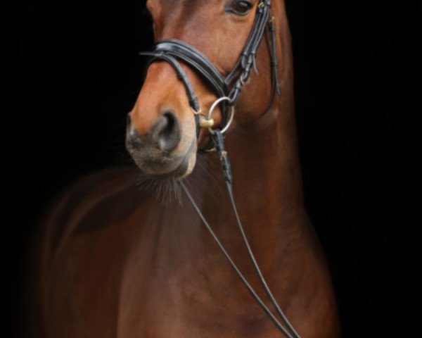 broodmare Cheyenne W (German Sport Horse, 2003, from Festival Westfalia) broodmare Cheyenne W (German Sport Horse, 2003, from Festival Westfalia)