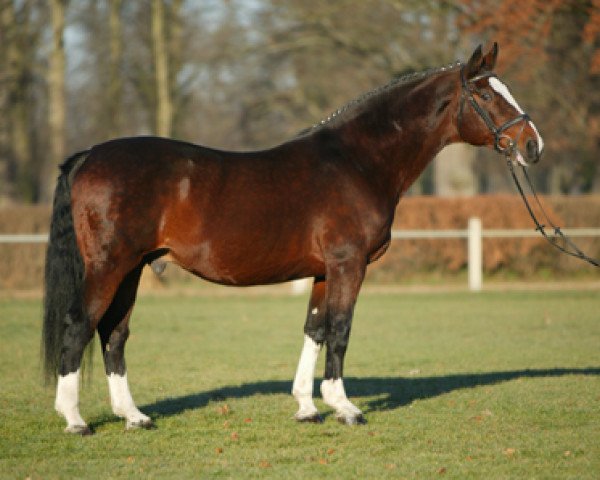 Deckhengst Loredo (Holsteiner, 1986, von Lord) Deckhengst Loredo (Holsteiner, 1986, von Lord)