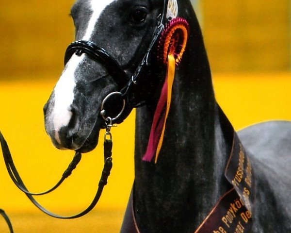 Deckhengst New Star 8 (Deutsches Reitpony, 2010, von Speyksbosch Nelson)