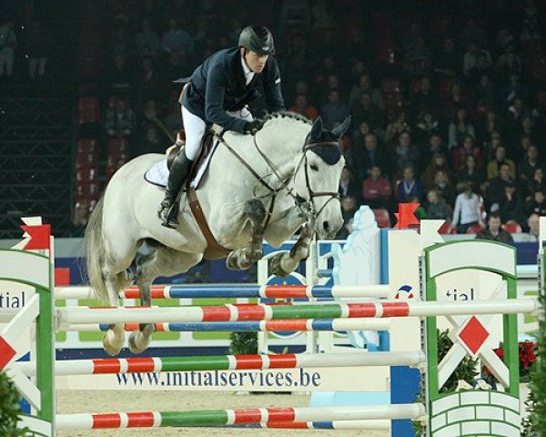 stallion Blue Boy van Berkenbroeck (Belgian Warmblood, 2001, from Poor Boy)