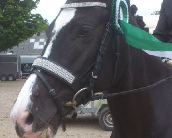 horse Miss Minnie (German Riding Pony, 2007, from Plaisier)