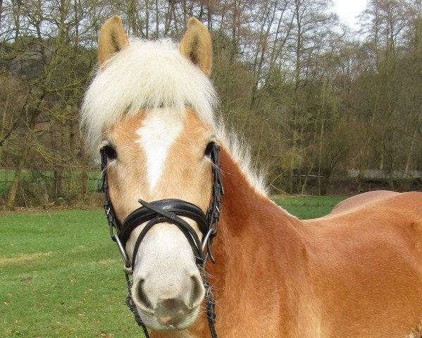 Dressurpferd Akira (Haflinger, 2013, von Sternwind)