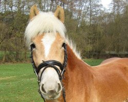 Dressurpferd Akira (Haflinger, 2013, von Sternwind)