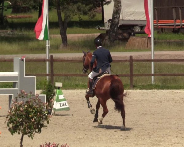 Reitturnier Westergellersen 2020