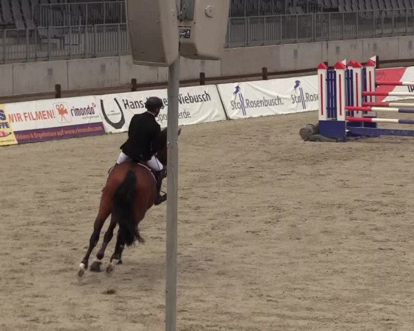 Reitturnier Westergellersen 2020
