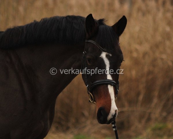 Pferd N a N O O K (Holsteiner, 2012, von Nerrado)