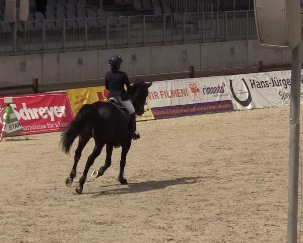 Reitturnier Westergellersen 2020