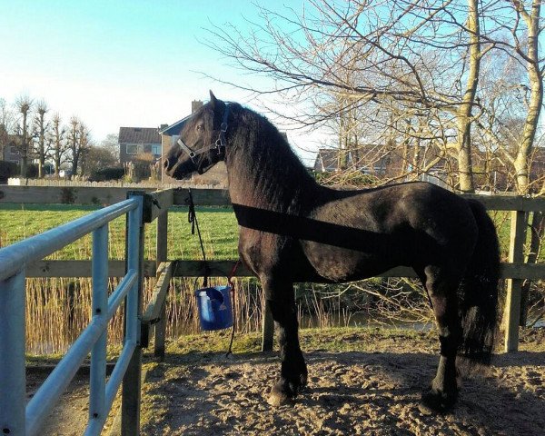 horse Jorn (Friese, 2011, from Beart 411)