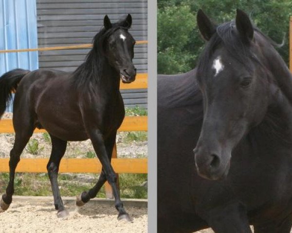 broodmare Skarabell (Arabian purebred, 1995, from Joka-Tuam 1972 ox)
