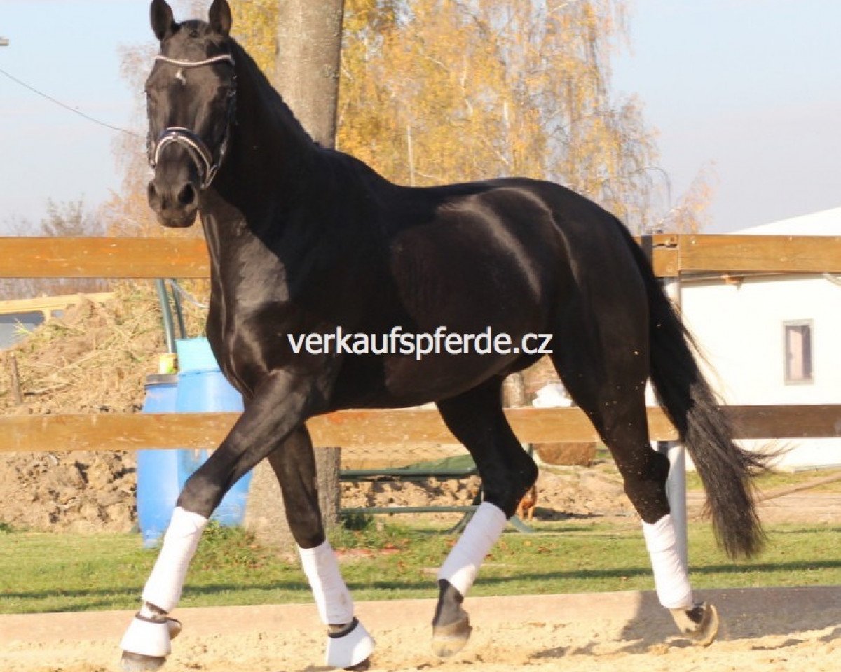 horse Fio (Hanoverian, 2011, from Fürst Nymphenburg)