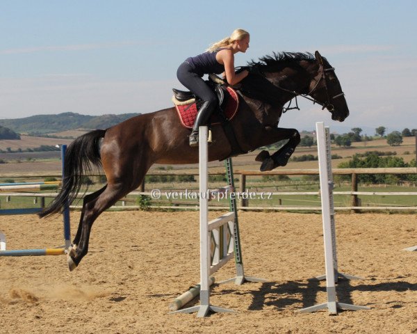horse Julia (Holsteiner, 2009, from Carrico)