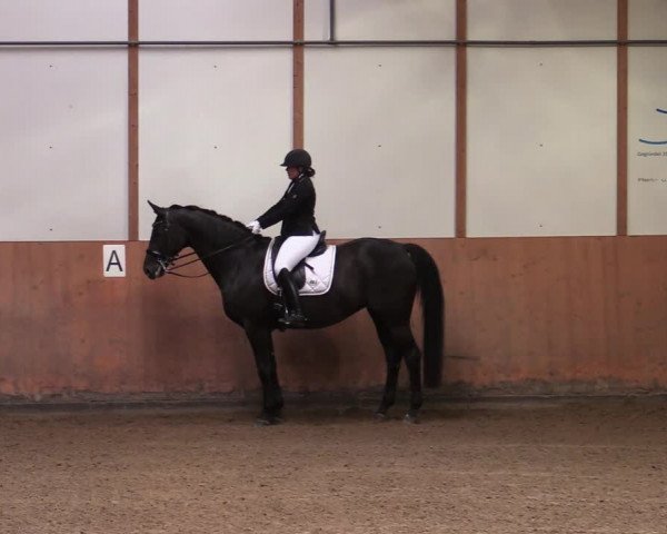 Reitturnier Halver 2020