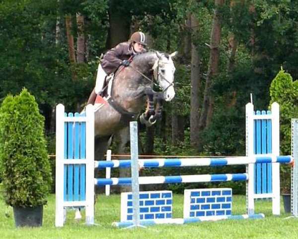 horse Excellent (KWPN (Royal Dutch Sporthorse), 2009, from Cassini Boy Junior)