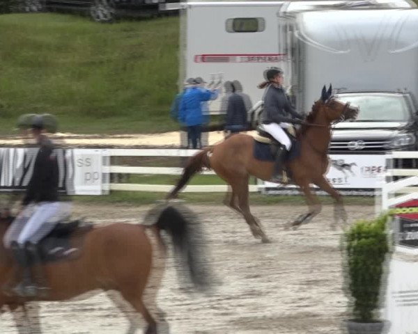 Reitturnier Aesch (Neftenbach) 2020