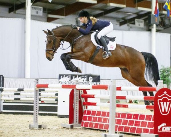 Springpferd Figo 69 (Westfale, 2011, von For Contest)