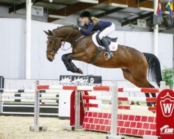 jumper Figo 69 (Westphalian, 2011, from For Contest)