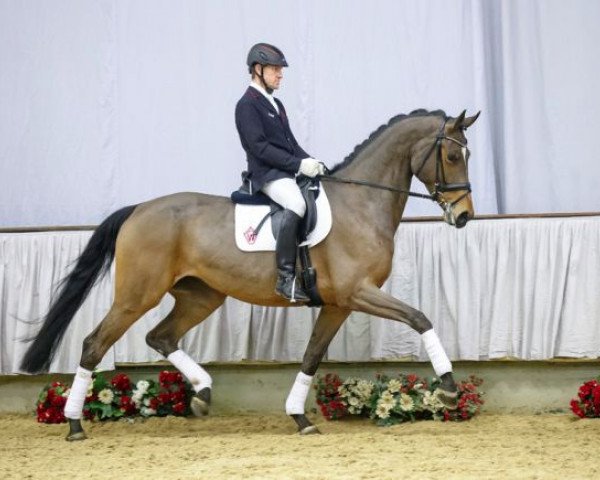 broodmare Rivaluna (Westphalian, 2011, from Rock Forever NRW) broodmare Rivaluna (Westphalian, 2011, from Rock Forever NRW)