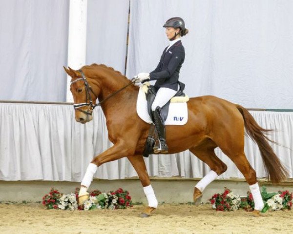 Dressurpferd Valentina (Westfale, 2012, von Bon Bravour)