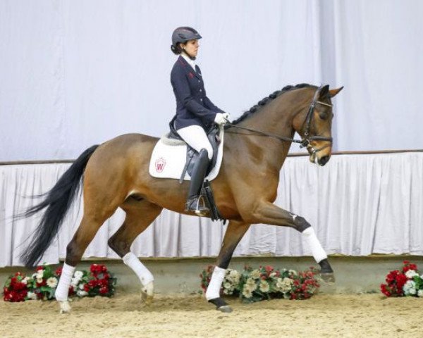 dressage horse Ritter Sport (Westphalian, 2011, from Rock Forever NRW) dressage horse Ritter Sport (Westphalian, 2011, from Rock Forever NRW)