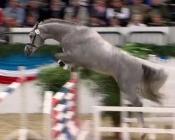 stallion Calito (Holsteiner, 2012, from Calido I)