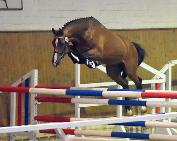Deckhengst Cas Hope (Holsteiner, 2012, von Casall Ask)