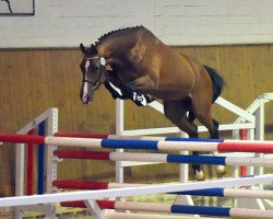 Deckhengst Cas Hope (Holsteiner, 2012, von Casall Ask)