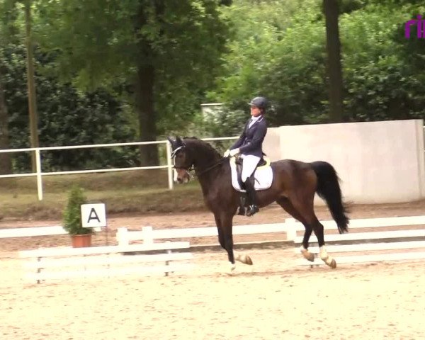 Reitturnier Heiden 2020